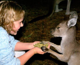 Discovery Bay's Walk On The Wild Side - Holiday Jervis Bay 0