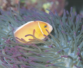 Rowley Shoals - Holiday Jervis Bay 0