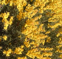 Dalwallinu Remnant Bushland - Holiday Jervis Bay