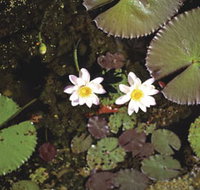 Parry Lagoons Nature Reserve - Holiday Jervis Bay