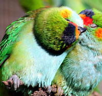 Rainbow Jungle - The Australian Parrot Breeding Centre - Holiday Jervis Bay
