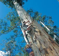 Dave Evans Bicentennial Tree - Holiday Jervis Bay