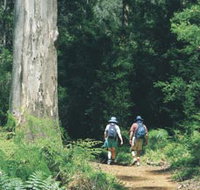 Gloucester Tree - Holiday Jervis Bay