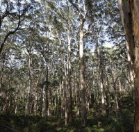 Boranup Karri Forest - Holiday Jervis Bay