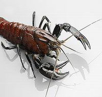 Andermel Marron - Holiday Jervis Bay