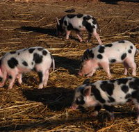 Will's Rare Breeds Farm - Holiday Jervis Bay