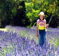 Brayfield Park Lavender Farm - Holiday Jervis Bay