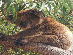 Mikkira Station - Holiday Jervis Bay 0