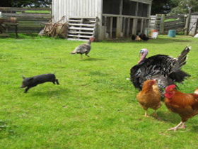 Echo Farm - Holiday Jervis Bay 0