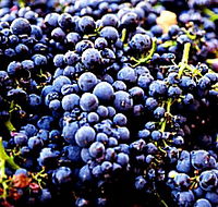 Laurel Bank Vineyard - Holiday Jervis Bay