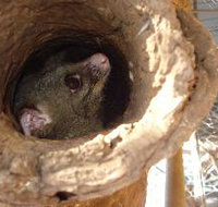 Mulga Sanctuary and Wildlife Park - Holiday Jervis Bay