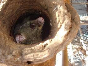 Mulga Sanctuary And Wildlife Park - Holiday Jervis Bay 0