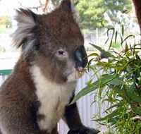 Glen-Forest Tourist Park - Holiday Jervis Bay