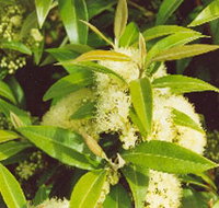 Tumbeela Native Bushfoods - Holiday Jervis Bay