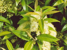 Tumbeela Native Bushfoods - Holiday Jervis Bay 0
