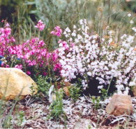 Stokes Bay Bush Garden - Holiday Jervis Bay