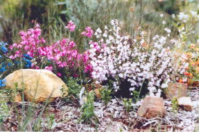 Stokes Bay Bush Garden - Holiday Jervis Bay 0