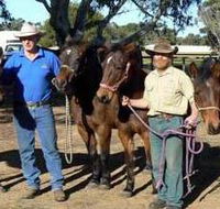 Coffin Bay Brumby Preservation Society Incorporated - Holiday Jervis Bay