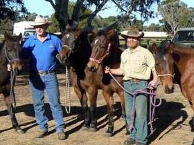 Coffin Bay Brumby Preservation Society Incorporated - Holiday Jervis Bay 0