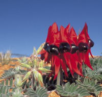 Alan Mclellan Lookout - Holiday Jervis Bay