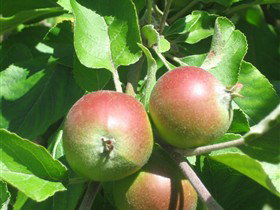 Sage Cooking School - Holiday Jervis Bay 0