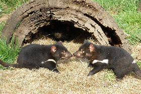 Gunns Plains TAS Holiday Jervis Bay