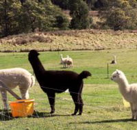 Maydena Country Cabins Accommodation  Alpaca Stud - Holiday Jervis Bay