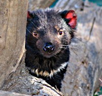 Trowunna Wildlife Sanctuary - Holiday Jervis Bay