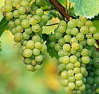 TP Vineyards - Holiday Jervis Bay