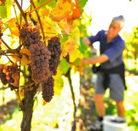 Native Point Wines - Holiday Jervis Bay