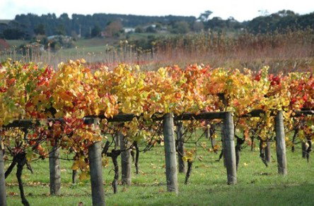 Apsley Gorge Vineyard - Holiday Jervis Bay 0