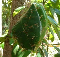 Greenant Creek Walk - Holiday Jervis Bay