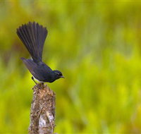 Holmes Jungle Nature Park - Holiday Jervis Bay