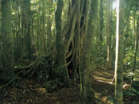 Lamington National Park, Binna Burra Section - Holiday Jervis Bay 0