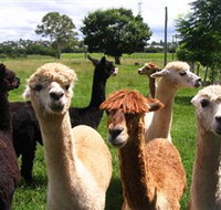 Banyandah Alpacas - Holiday Jervis Bay