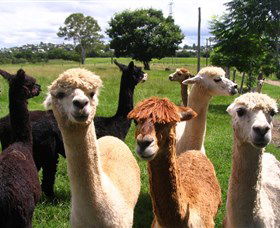 Banyandah Alpacas - Holiday Jervis Bay 0