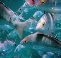 Wolf Rock Dive Site - Holiday Jervis Bay