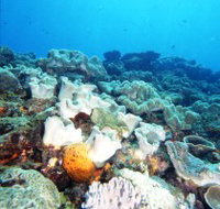 Mudjimba Old Woman Island Dive Site - Holiday Jervis Bay