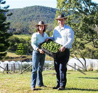 Hinterland Feijoas - Holiday Jervis Bay