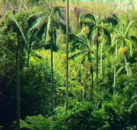Fern Tree Pool and Giant's Chair Circuit - Holiday Jervis Bay