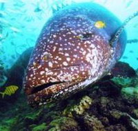 Lady Musgrave Island Dive Sites - Holiday Jervis Bay
