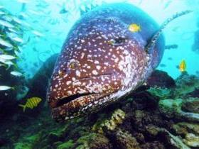 Lady Musgrave Island Dive Sites - Holiday Jervis Bay 0