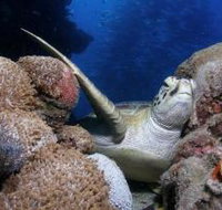 Light House Bommie Dive Site - Holiday Jervis Bay