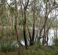 Mount Rooper Circuit and Swamp Bay Track