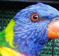 Fraser Coast Wildlife Sanctuary - Holiday Jervis Bay