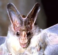 Mount Etna Caves National Park - Holiday Jervis Bay