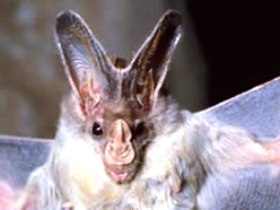 Mount Etna Caves National Park - Holiday Jervis Bay 0