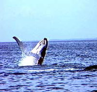 Whale Watching - Holiday Jervis Bay