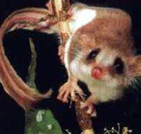 Carrowong Fauna Sanctuary - Holiday Jervis Bay