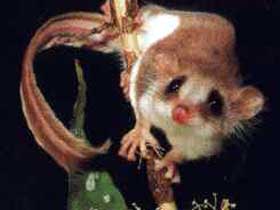 Carrowong Fauna Sanctuary - Holiday Jervis Bay 0